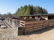 FB260322-55 - Fergal O'Brien Stable Visit